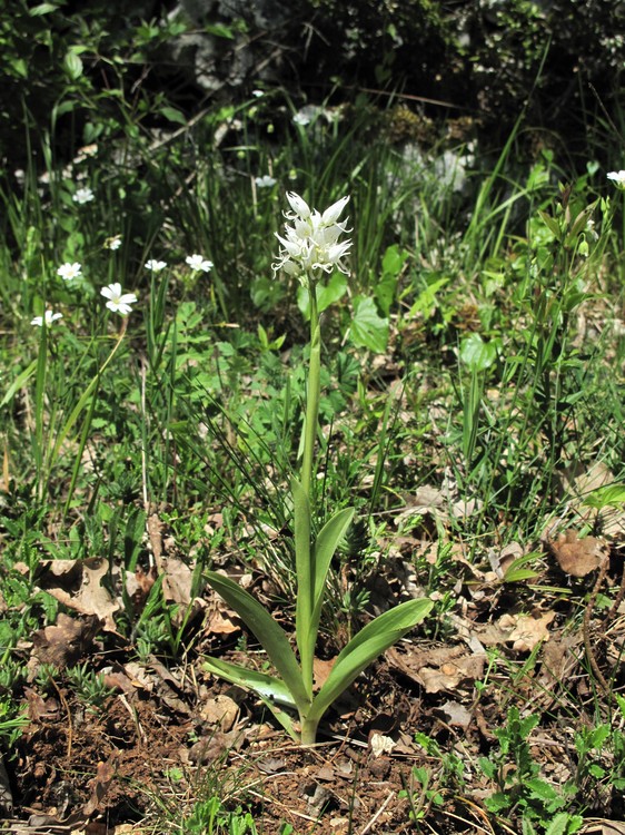Orchis simia